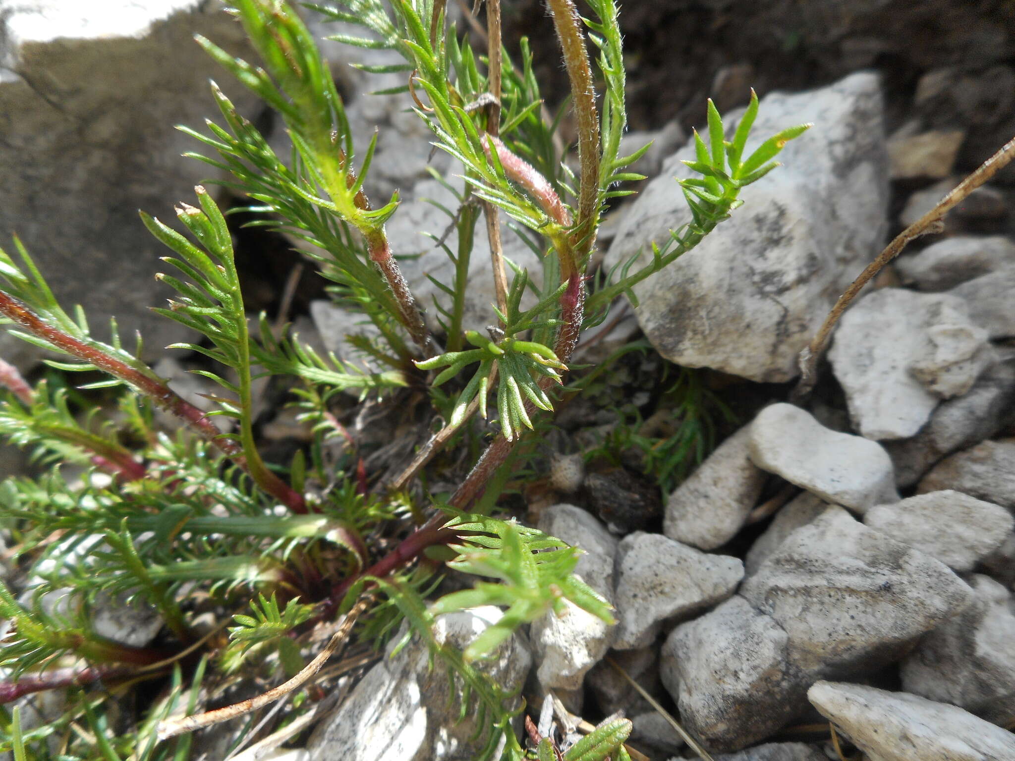 Слика од Achillea oxyloba (DC.) Sch. Bip.