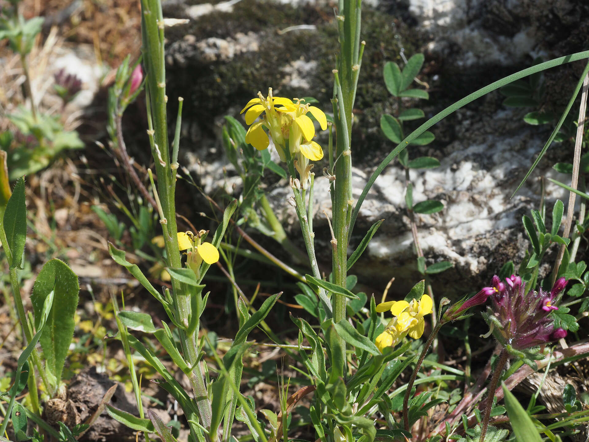 Image of Erysimum raulinii Boiss.