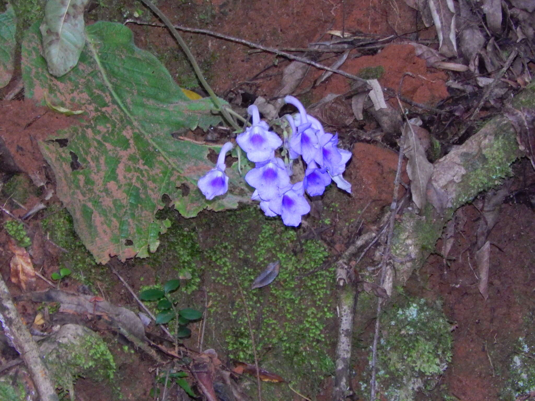 Sivun Streptocarpus eylesii S. Moore kuva