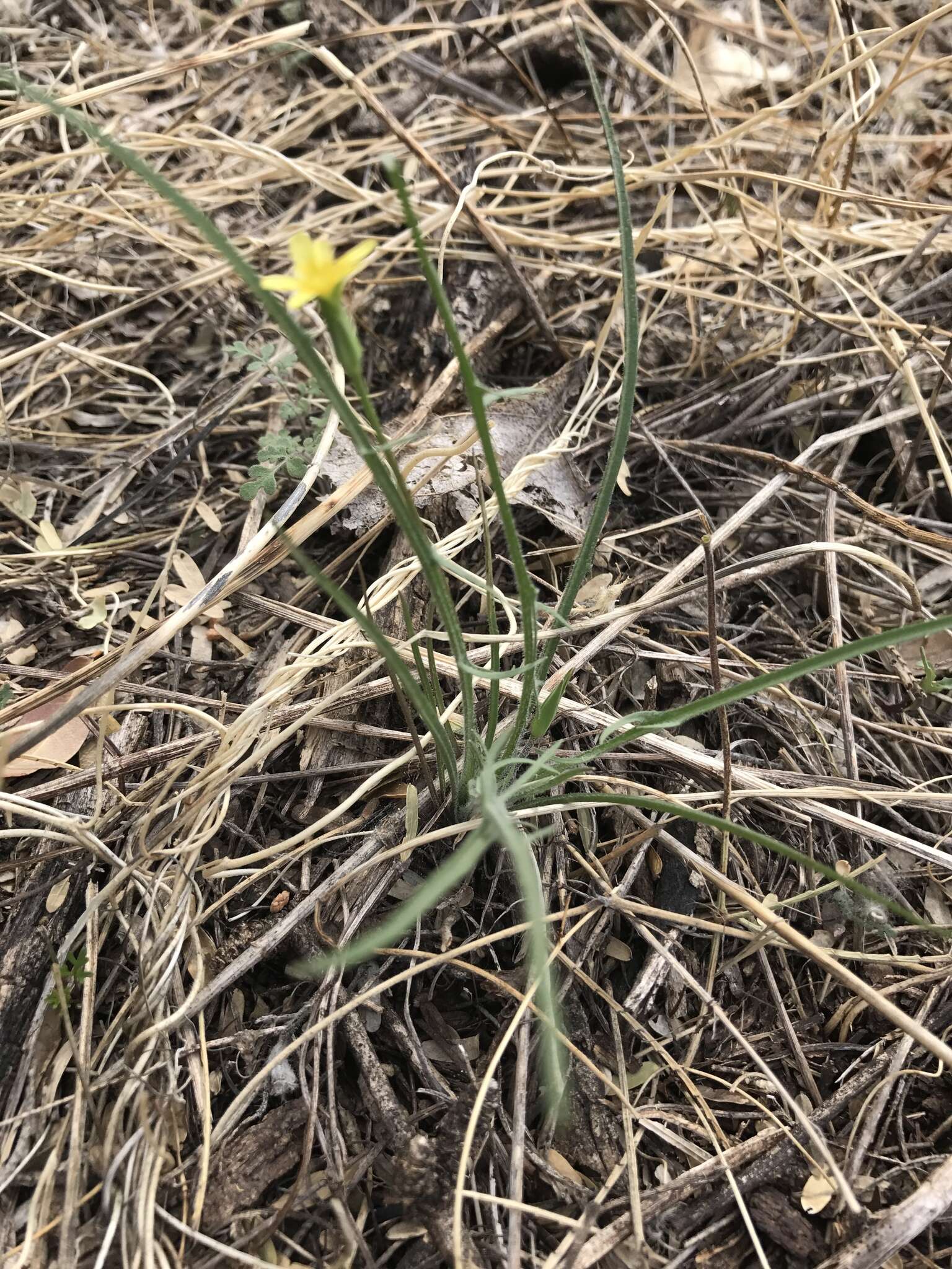 Plancia ëd Agoseris parviflora (Nutt.) D. Dietr.