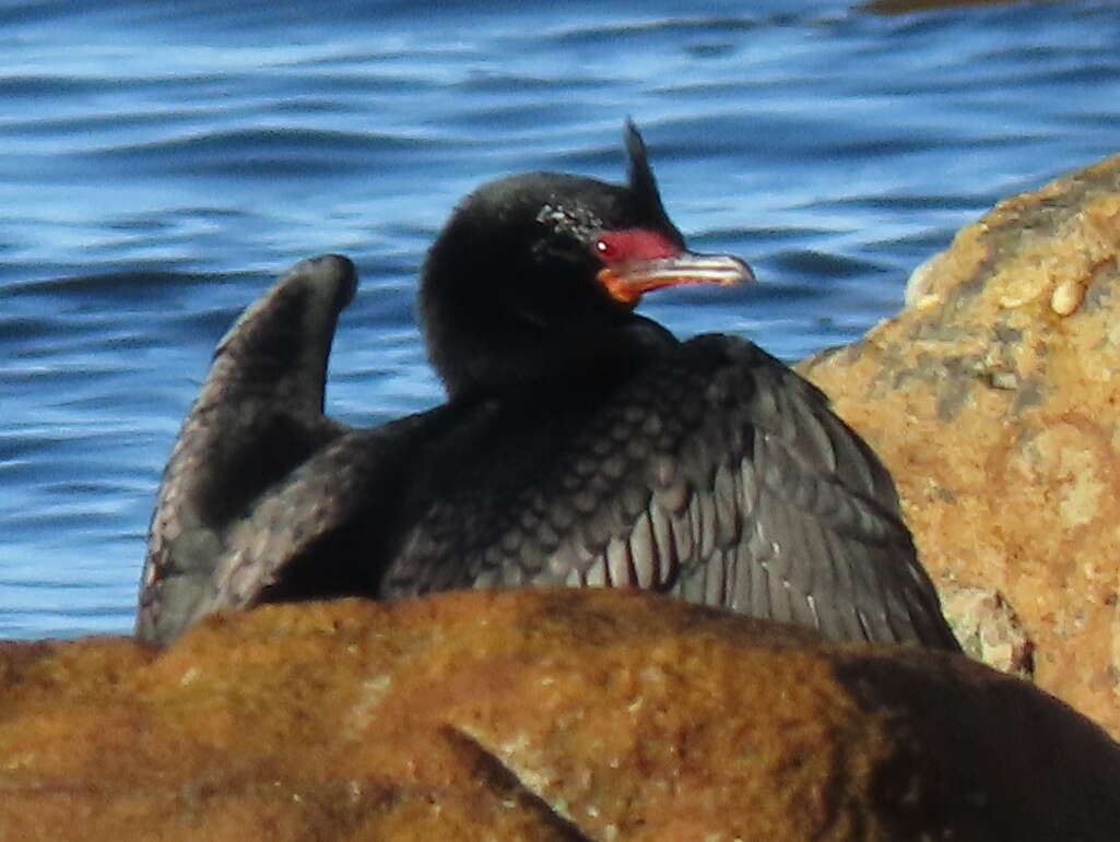 Image of Crowned Cormorant