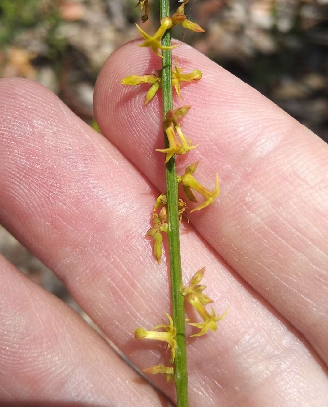 Image of Stackhousia viminea Sm.