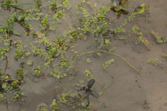 Image of Creeping marshwort