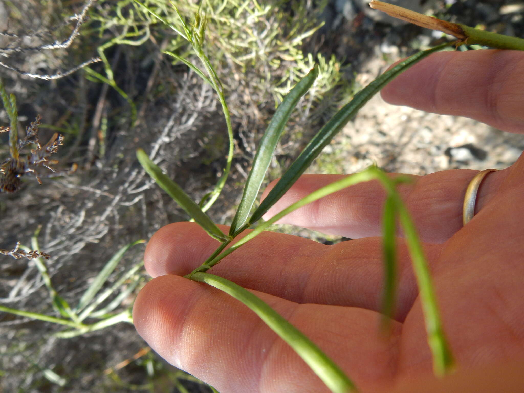 Image of Psoralea ensifolia (Houtt.) Merr.