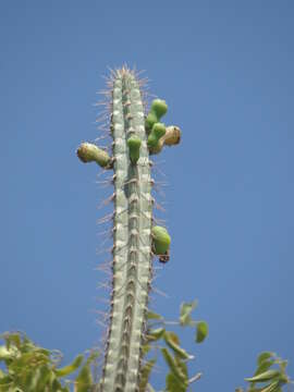 Pilosocereus pentaedrophorus (Labour.) Byles & G. D. Rowley的圖片