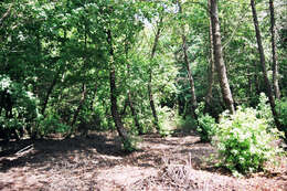 Image of Oriental Sweetgum