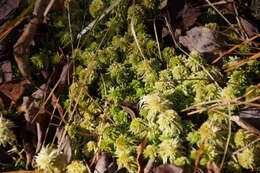 Imagem de Sphagnum recurvum Palisot de Beauvois 1805