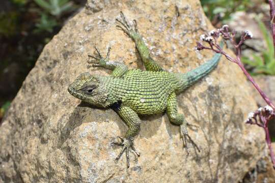 Image of Green Spiny Lizard