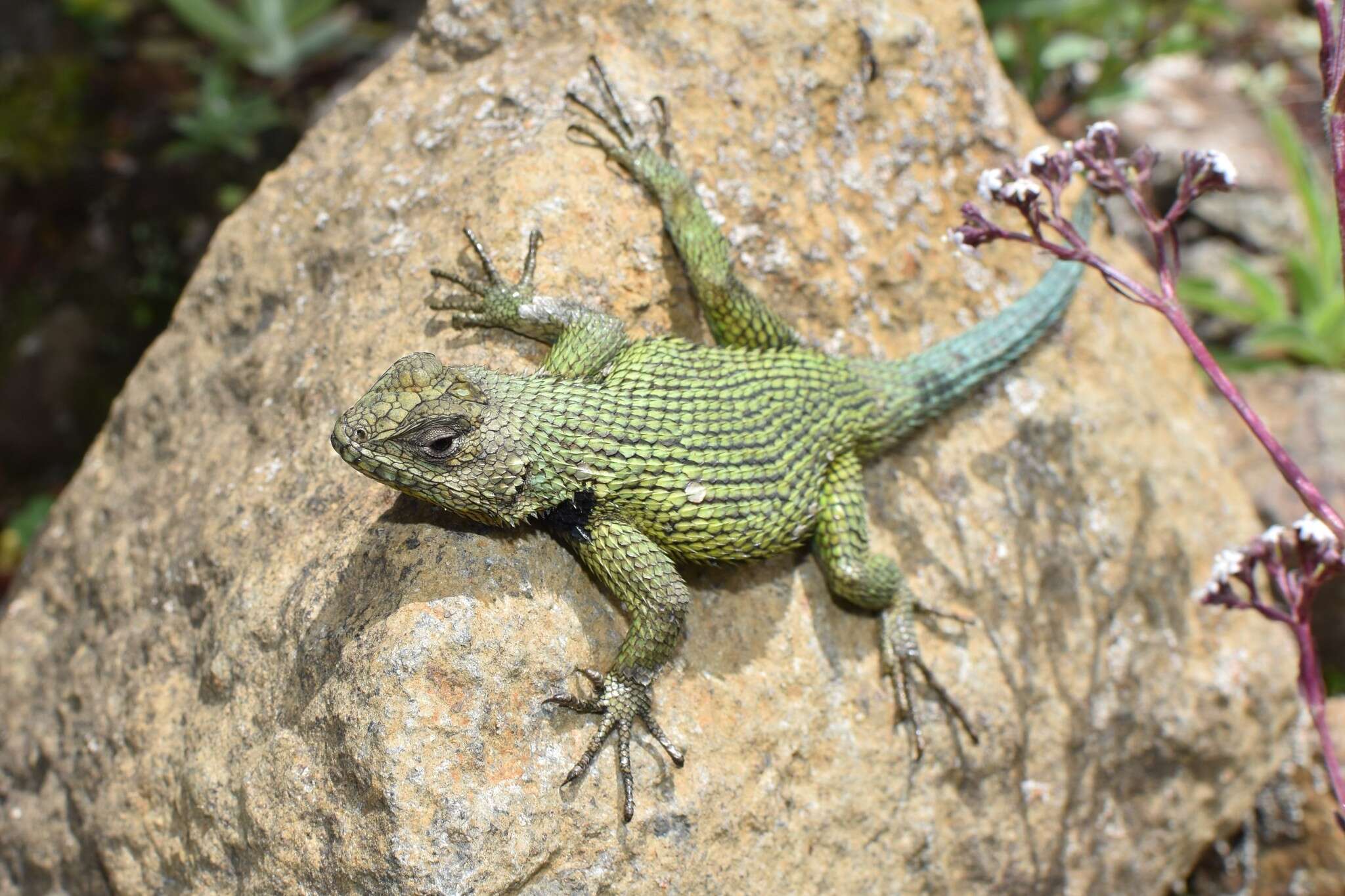 Слика од Sceloporus malachiticus Cope 1864