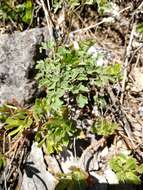 Image de Thalictrum foetidum L.