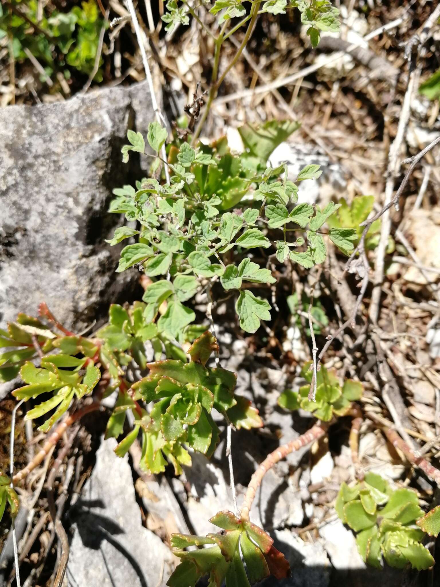 Image de Thalictrum foetidum L.