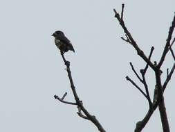 Image of White-browed Purpletuft