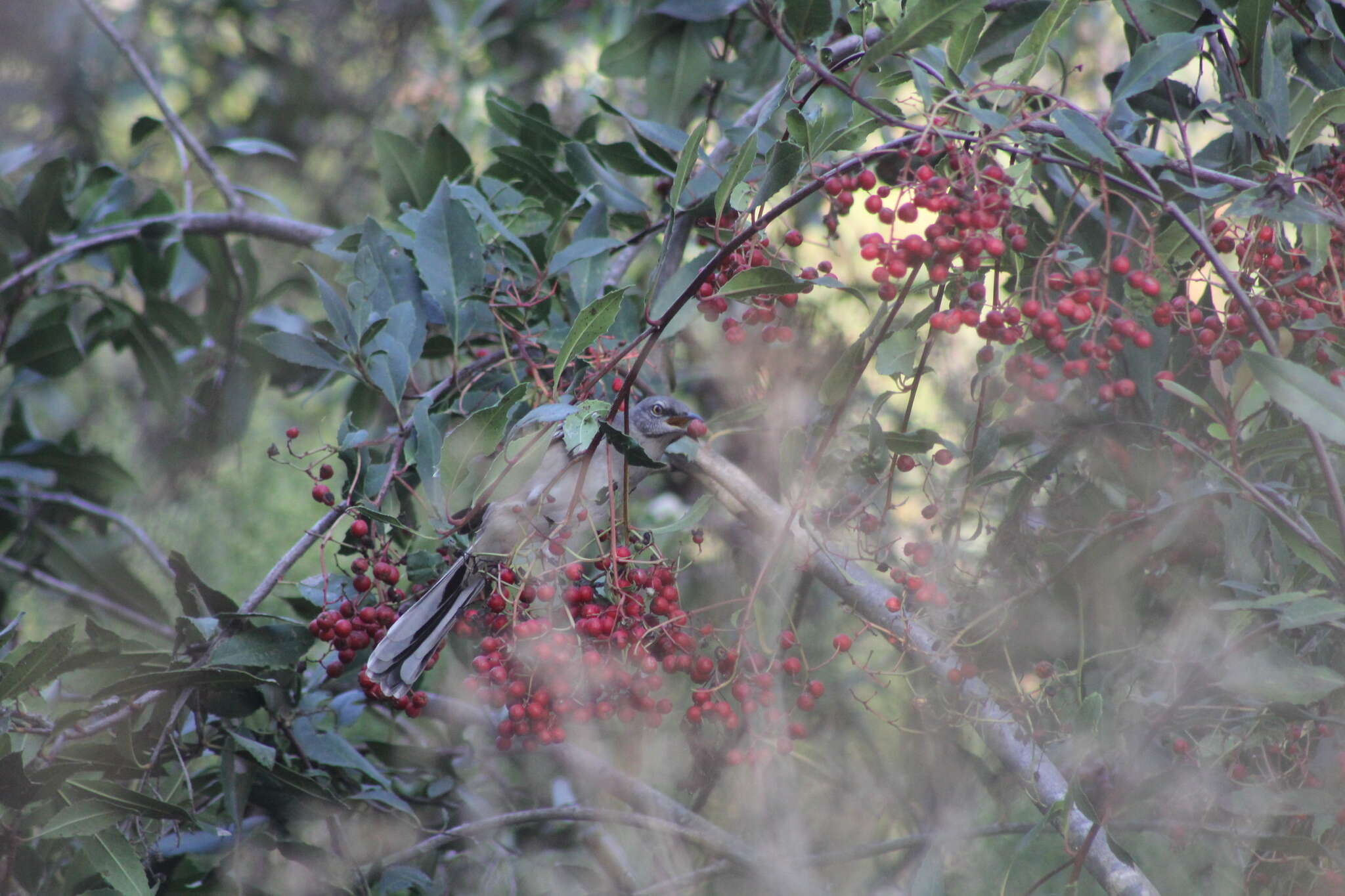 Image of Northern Mockingbird