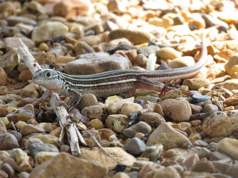 Image of Aspidoscelis laredoensis (Mckinney, Kay & Anderson 1973)