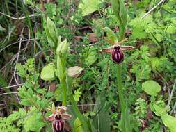 Image of Ophrys mammosa subsp. mouterdeana B. Baumann & H. Baumann