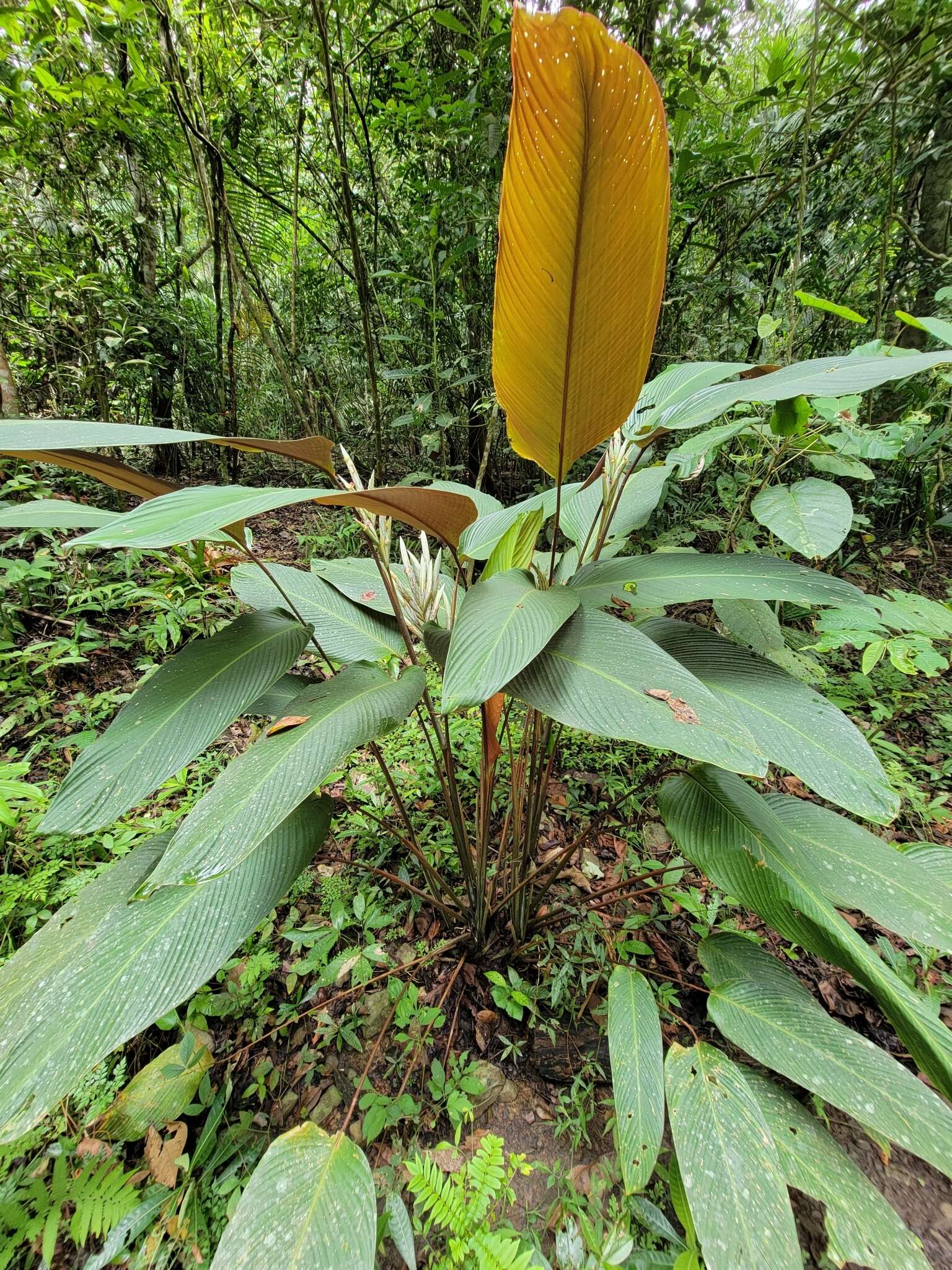 Pleiostachya pruinosa (Regel) K. Schum.的圖片