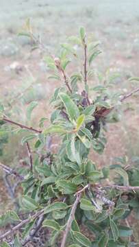 Imagem de Prunus pedunculata (Pall.) Maxim.