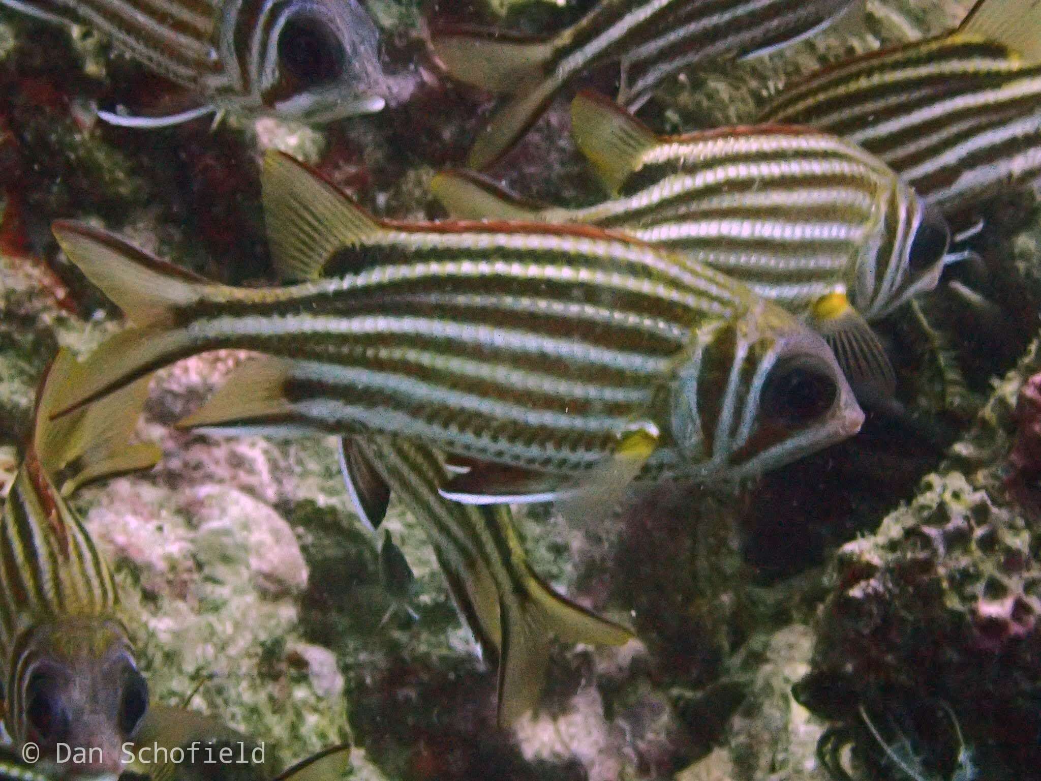 Image of Horned Squirrelfish