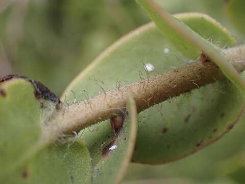 Plancia ëd Arctostaphylos pechoensis (Abrams) Dudley