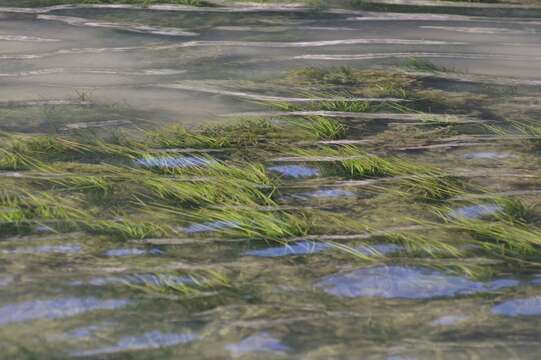 Image of Zostera capensis Setch.