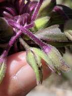 Image of Plateau Spiderwort