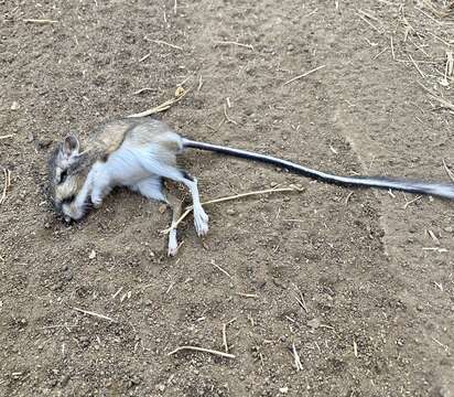 Image of Agile Kangaroo Rat