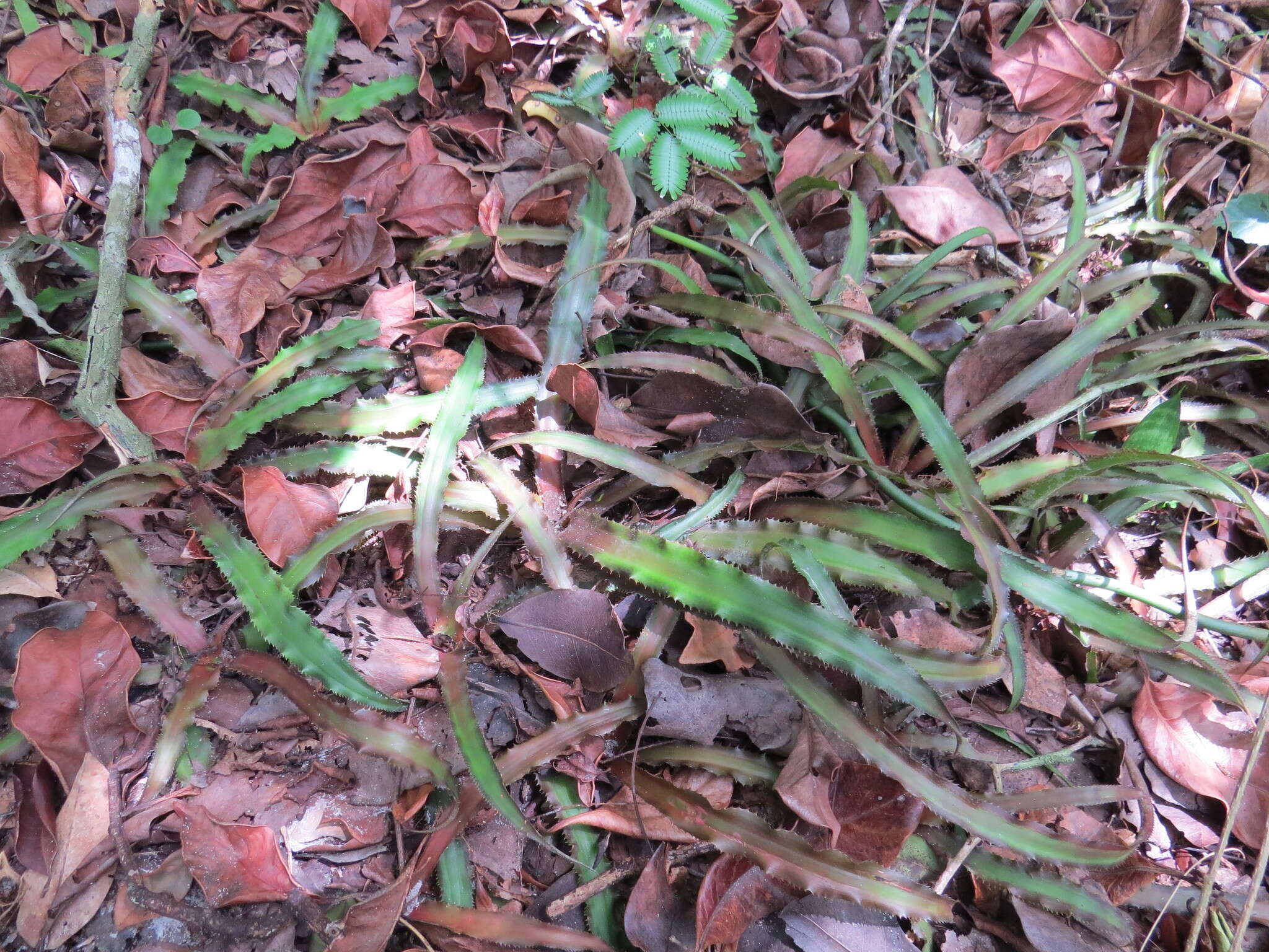 Image of Cryptanthus acaulis (Lindl.) Beer