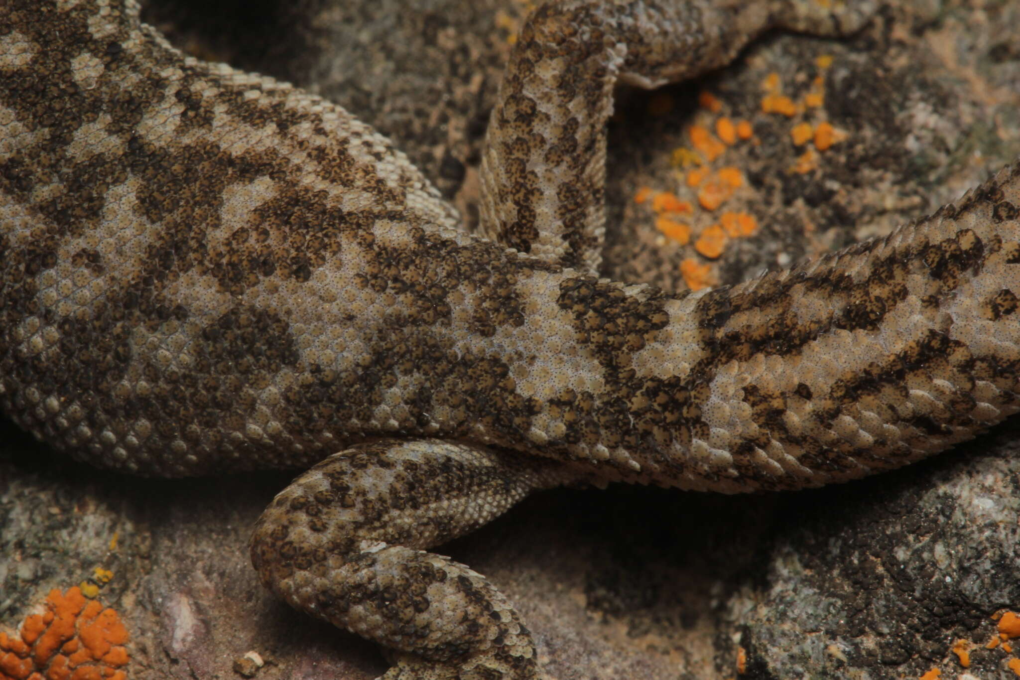 Image of Darwin's Marked Gecko