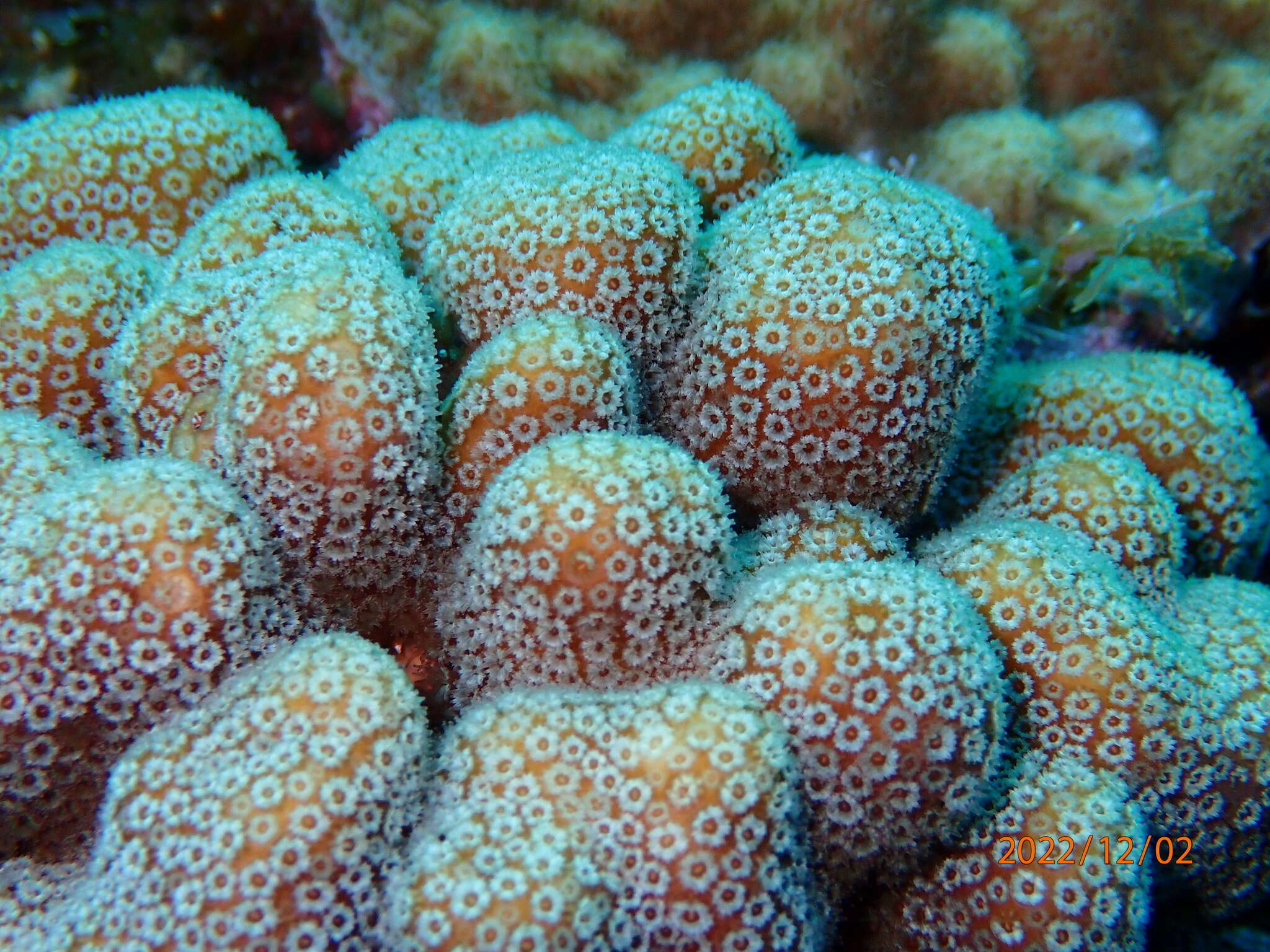 Image of Green Cactus Coral