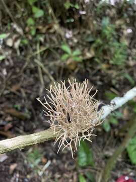 Lentaria surculus (Berk.) Corner 1950的圖片