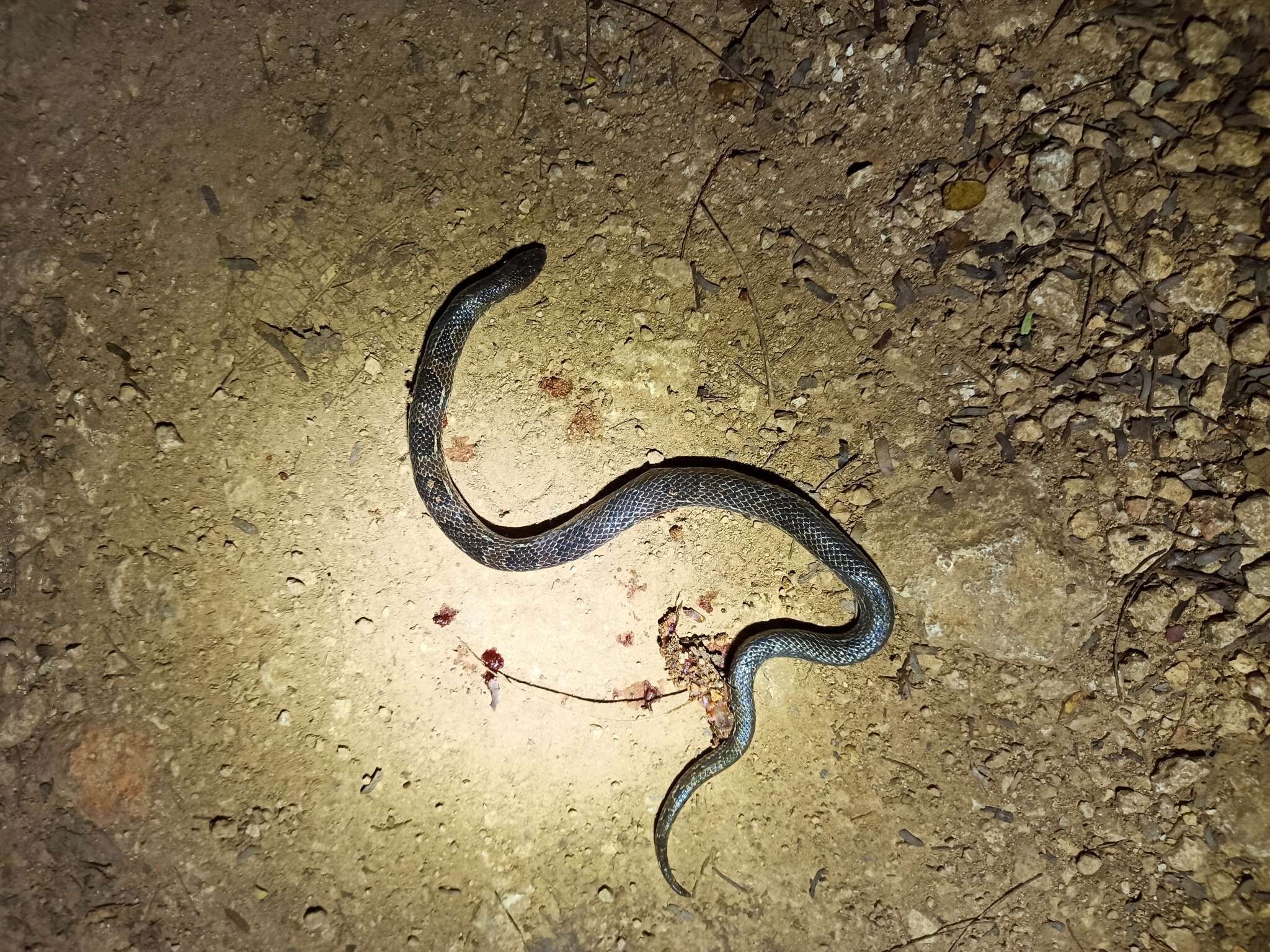 Image of Blotched Hooknose Snake