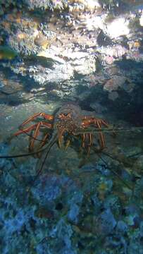 Image of Japanese Spiny Lobster