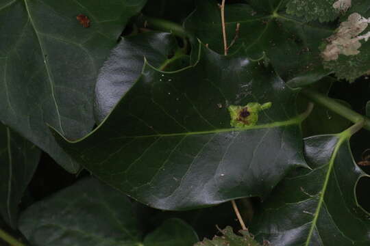 Image of European Holly Leafminer