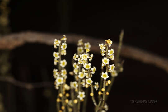 Image de Psammomoya choretroides (F. Müll.) Diels & Loes.