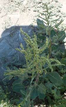 Chenopodium acuminatum Willd.的圖片