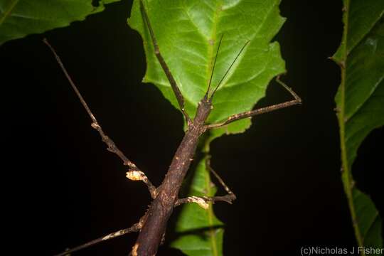 Image of Onchestus gorgus (Westwood 1859)