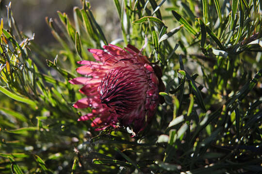 Image of Bashful protea