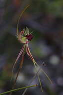 Image of Ray spider orchid