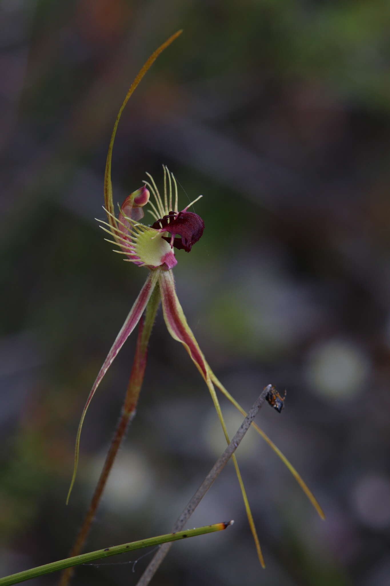 Image of Ray spider orchid