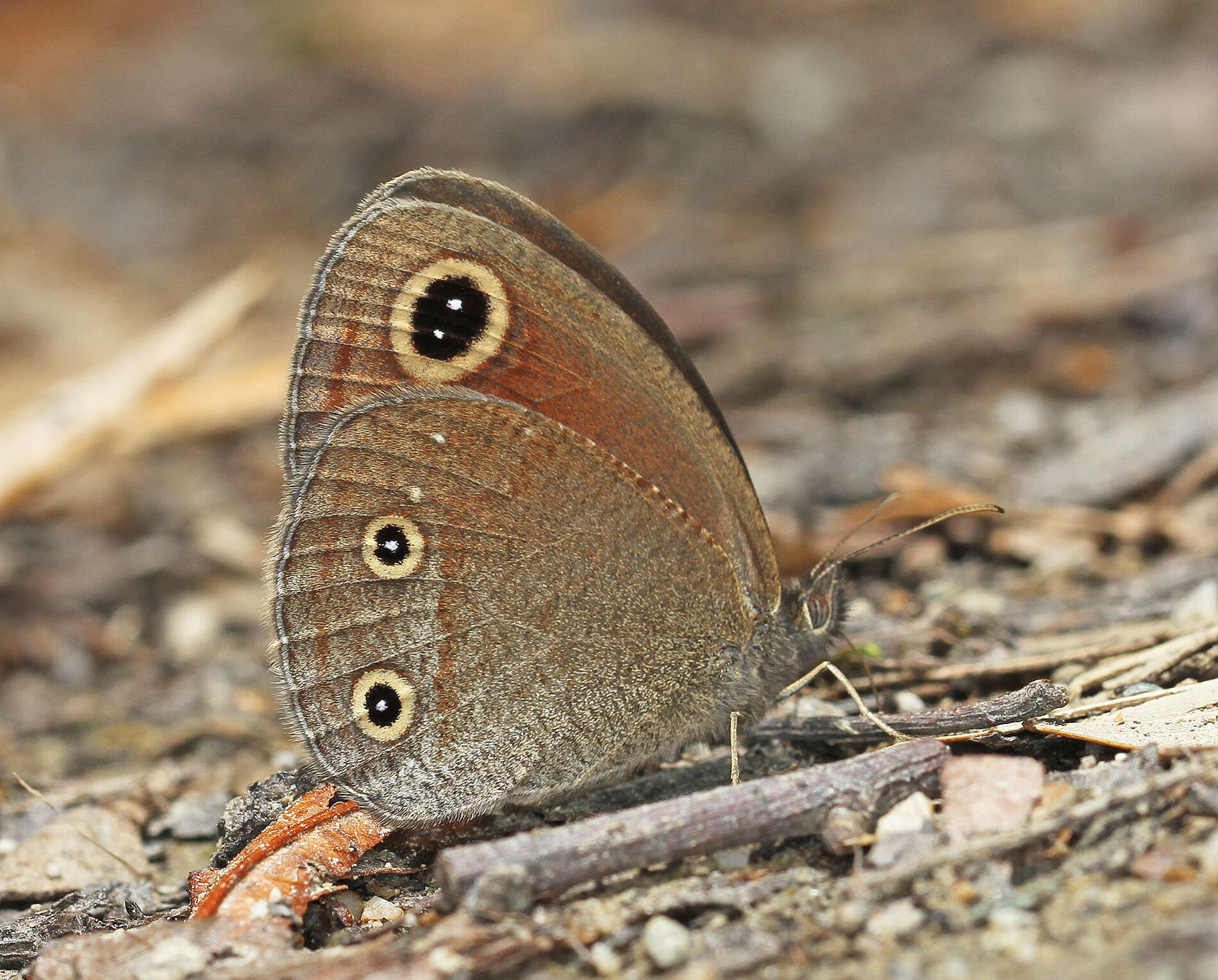 Image of Callerebia nirmala Moore 1865