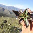 Image of Echeveria semivestita Moran