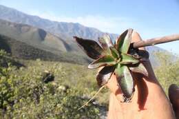 Image of Echeveria semivestita Moran