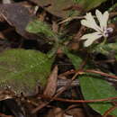 Image of Elytraria mexicana P. A. Fryxell & S. D. Koch