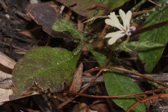 Elytraria mexicana P. A. Fryxell & S. D. Koch resmi