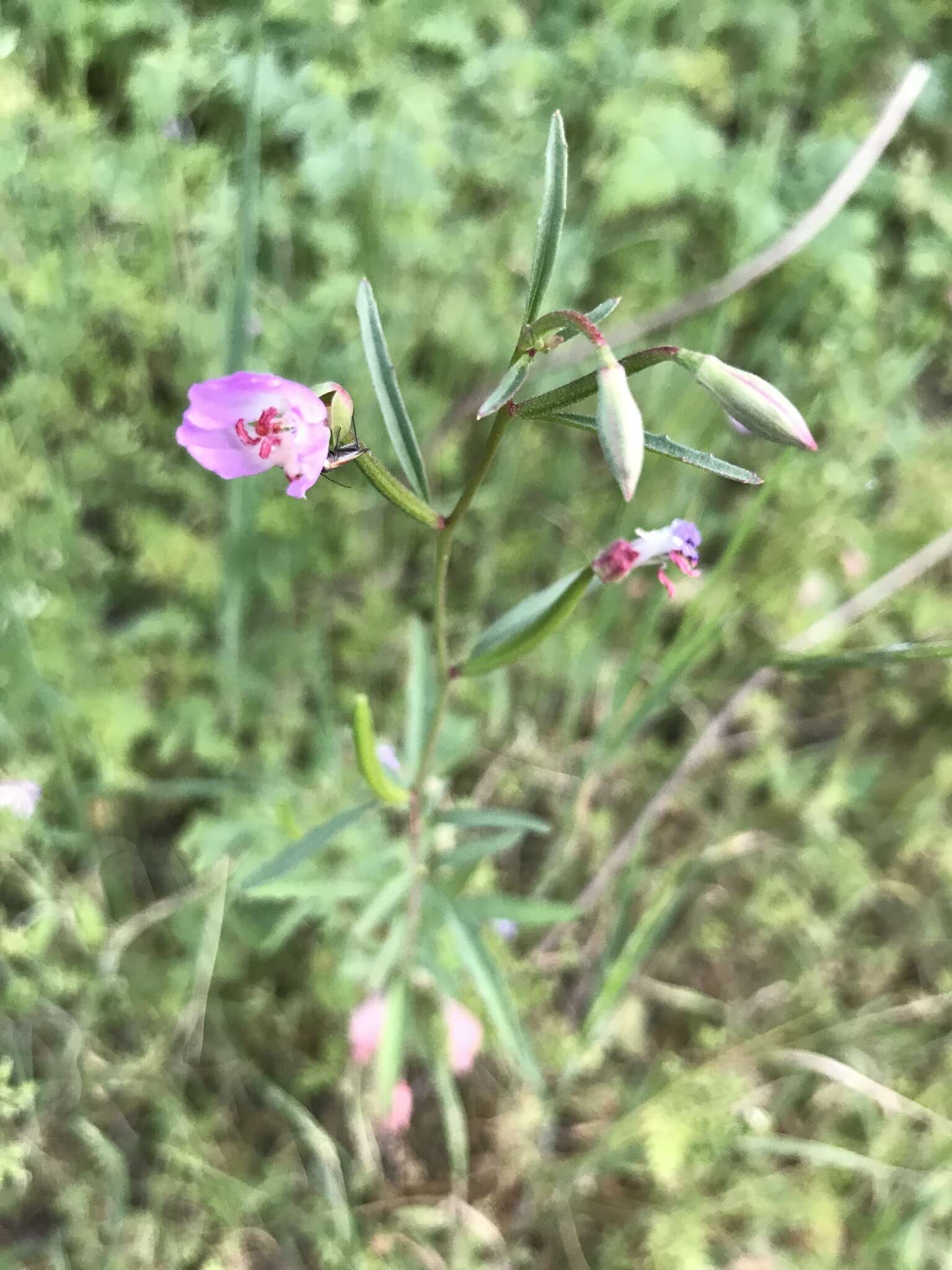 Image of Campo clarkia