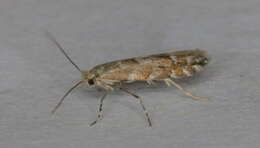 Image of Aspen Leaf Blotch Miner Moth
