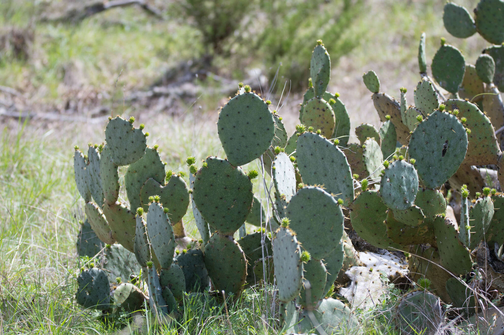 Image of Opuntia pyrocarpa Griffiths