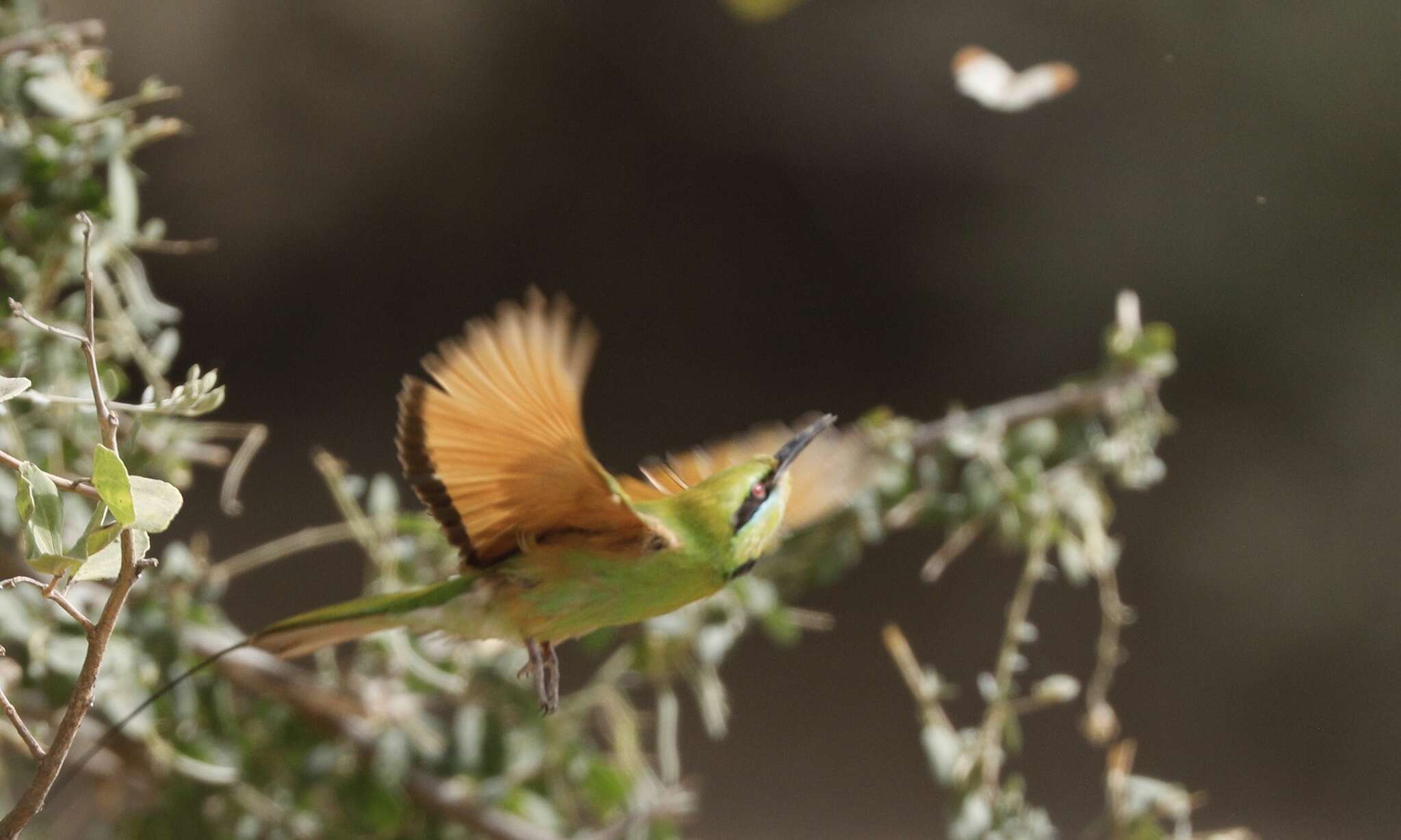 Image of African Green Bee-eater