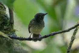 Image of Streak-necked Flycatcher