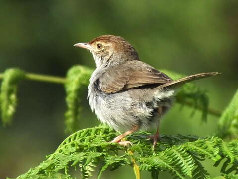 Imagem de Cisticola fulvicapilla fulvicapilla (Vieillot 1817)